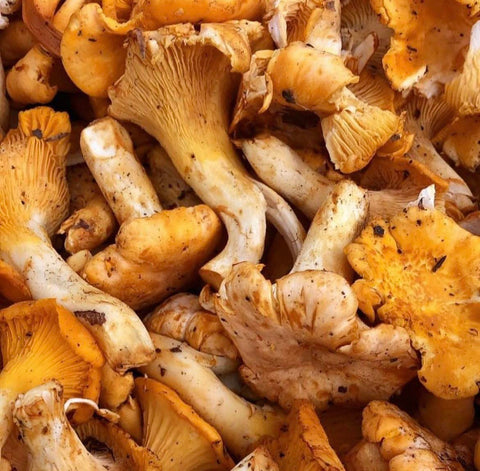 Miso & Medicinal Mushroom Bone Broth